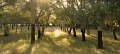 cork forrest